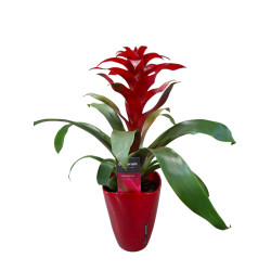 Bromélia Rouge