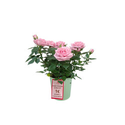 Rosier Octobre Rose dont 1€...