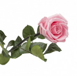 Rose Eternelle Rose Nymphe