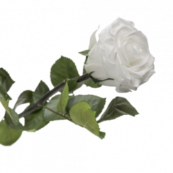 rose éternelle blanche