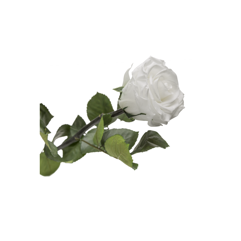 rose éternelle blanche