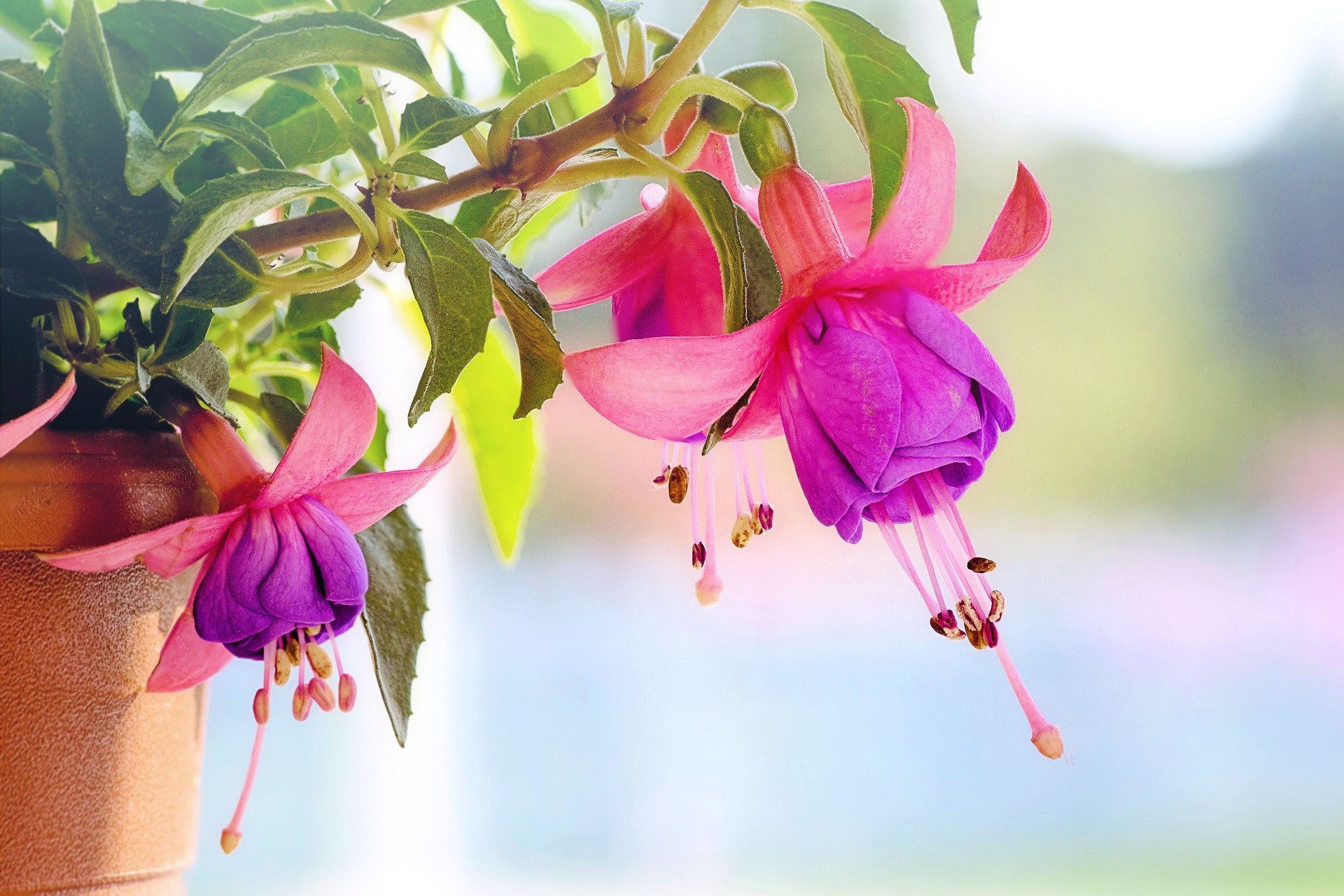 Plantes à fleurs blanches : Comment les choisir et les entretenir