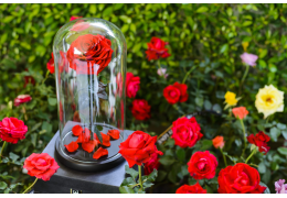 Les secrets de la Rose éternelle